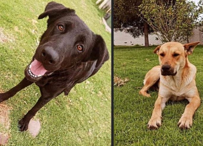 Universitarios chilenos denuncian que perros comunitarios fueron sacrificados y usados en clases de anatomía (+ videos)