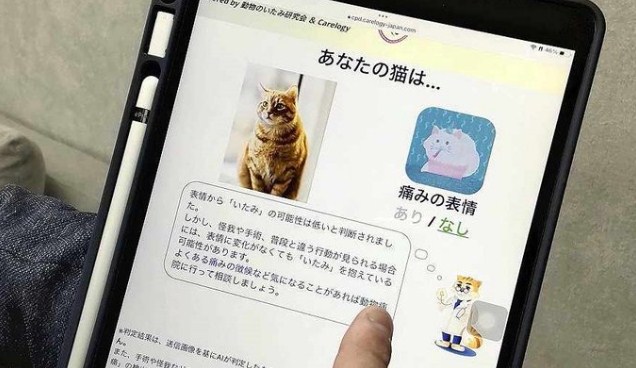 Crean una aplicación en Japón para reconocer el dolor de los gatos