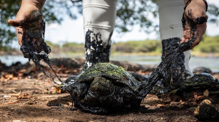 Pescadores encuentran tortuga cubierta de petróleo en playa de San Francisco