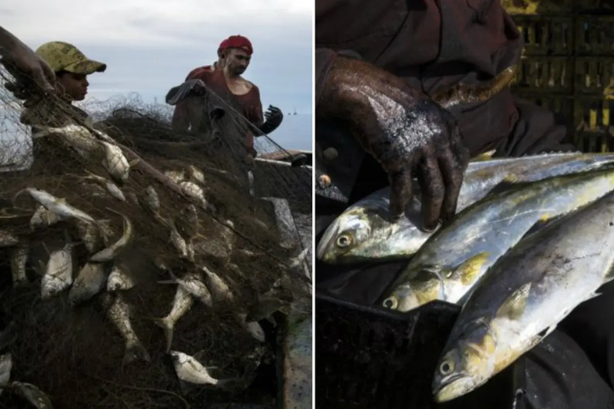 Pescadores en quiebra: 80 % de lo que se pesca en el Lago de Maracaibo está 