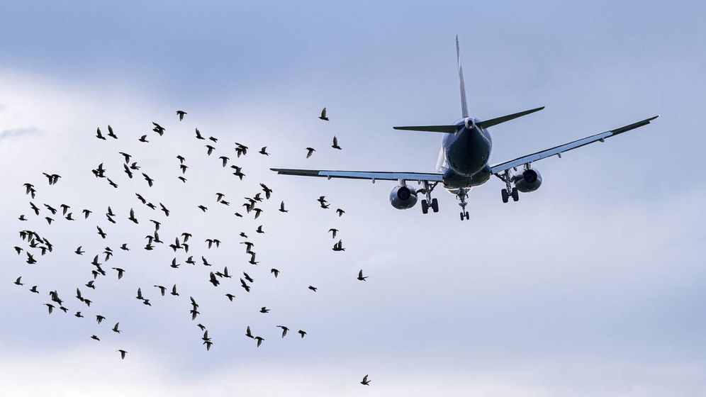El Milagro del río Hudson y otros aterrizajes de emergencia producto de "ingesta de aves"