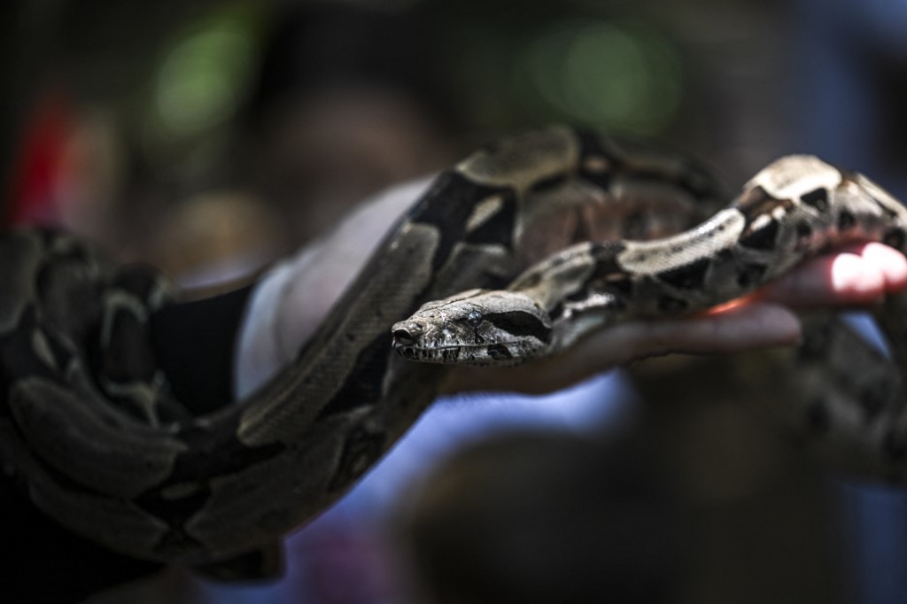 Mordeduras de serpiente en Venezuela: entre la ignorancia y la escasez de antídotos