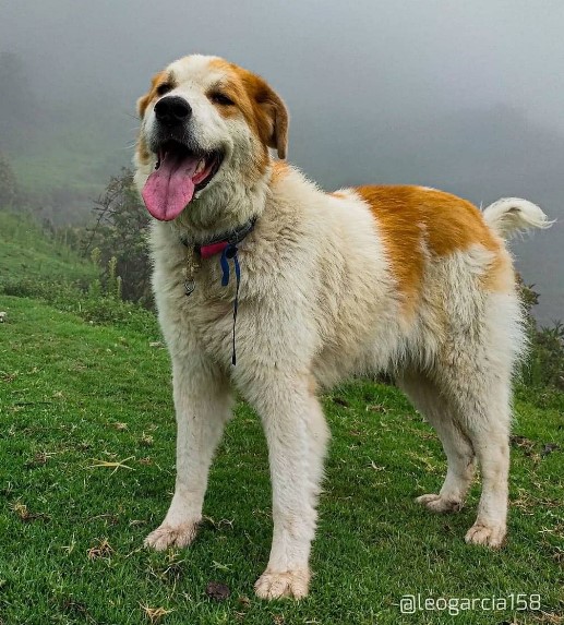 Desde 1964 el Mucuchies es el perro tradicional de Venezuela