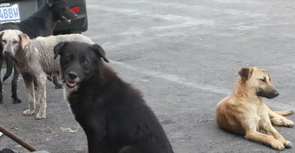 Conductor amarró a un perro en la parte posterior de su camioneta: La crueldad quedó grabada