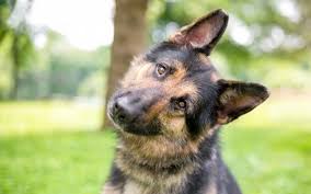 Tu perro sabe su nombre y el tuyo también. Imagen de ägora canina