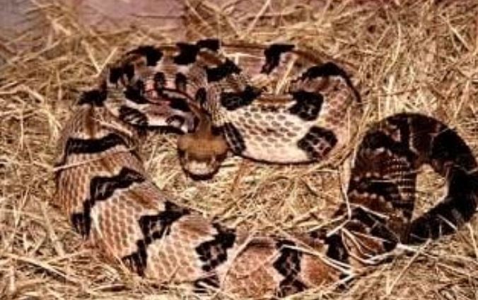 niño mordido por serpiente en Mauroa