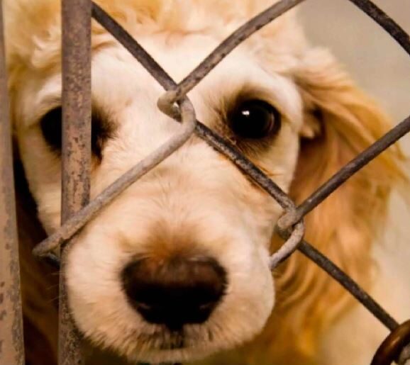 El próximo 11 de marzo se inicia consulta pública sobre la ley contra el maltrato animal