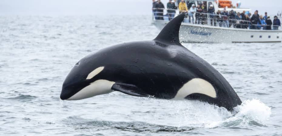 Multan a hombre por lanzarse sobre una orca en Nueva Zelanda