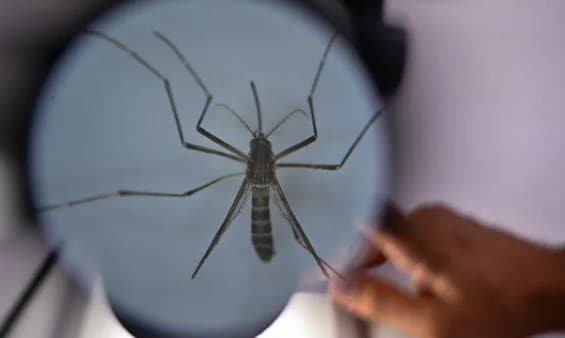 Brasil supera las tres mil muertes por dengue en lo que va de 2024