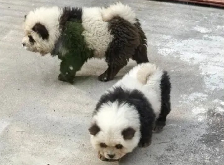 los perros panda son reales