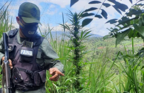 Sexagenario pagará 15 años de cárcel por cultivo de 20 plantas de marihuana en el patio de su casa