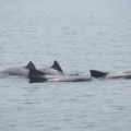 Así nadan las toninas en el lago de Maracaibo: Un espectáculo natural que pocas veces se ve