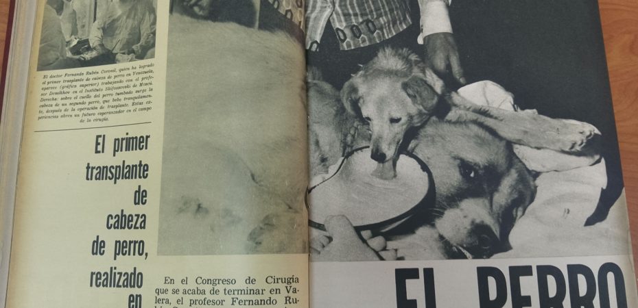 ASOMBROSO, hace 59 años trasplantaron la cabeza de un perro a otro
