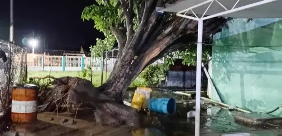 Fuerte chubasco causa caída de árboles en Bachaquero y San Pedro-Lagunillas 