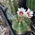 UICN: Comercio ilegal de cactus copiapoa como adorno puede llevar a su extinción
