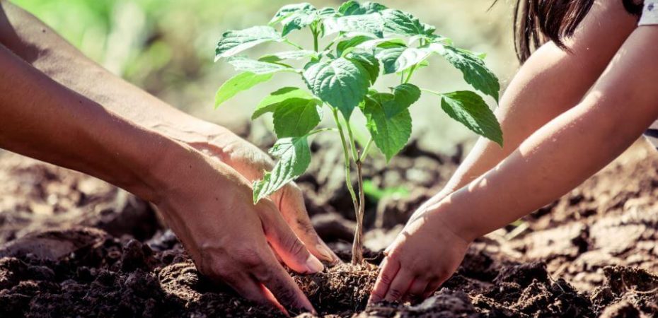 Ministerio de Ecosocialismo lanza nuevo programa ambiental para que los ciudadanos adopten una planta