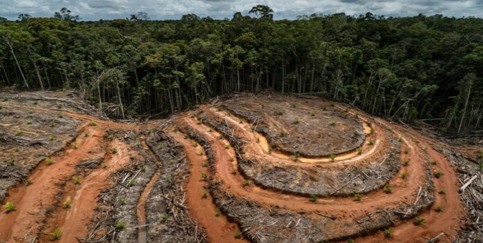 Deforestación