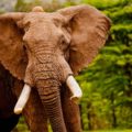 Video sensible: Un elefante pisoteó y aplastó a su entrenador en la India