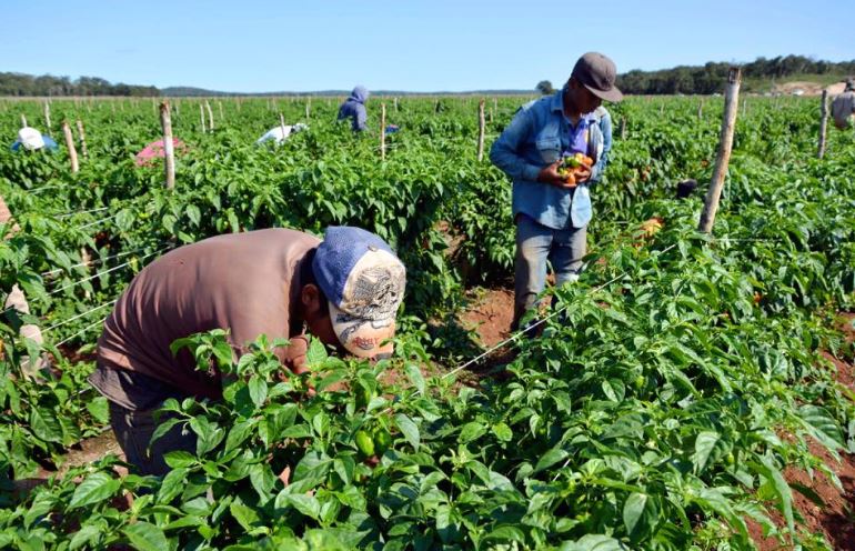 Producción agrícola aporta