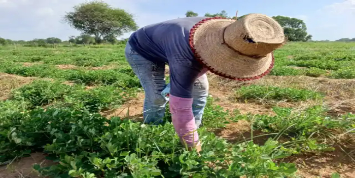 Maracaibo desarrolla sembradíos de maní con miras a la exportación