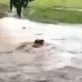 Precipitaciones en Barinas suben nivel de los ríos: Tres vacas fueron arrastradas por las aguas