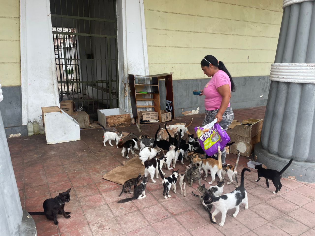 gatos de Bella Vista