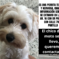 Se robaron a una perrita llamada ‘Luna’ por la calle Dr. Portillo: Ofrecen recompensa
