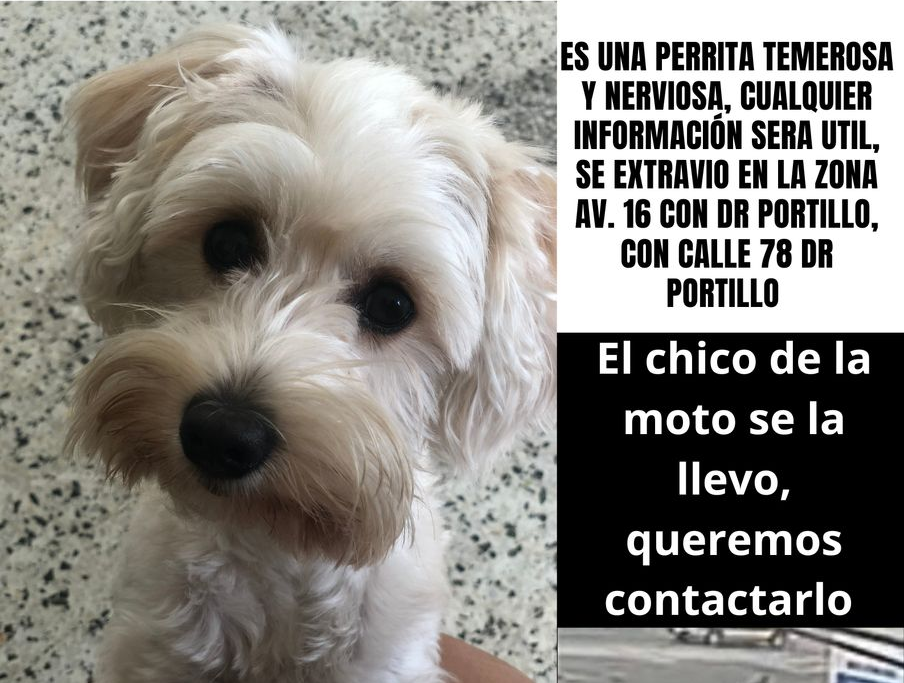Se robaron a una perrita llamada ‘Luna’ por la calle Dr. Portillo: Ofrecen recompensa