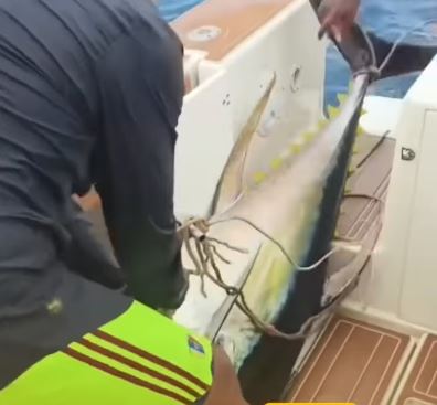 Pescadores de la Guaira encontraron un atún de aleta amarilla de 100 kg