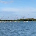 Laguna de Las Peonías: Joya zuliana, espejo de biodiversidad y hogar de flamencos rosados