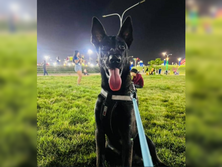 Se extravió Kobe, Pastor Belga en La Limpia: Su dueño pide ayuda para localizarlo