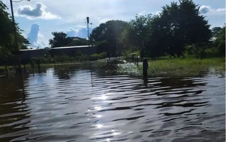 Cinco mil hectáreas de caña de azúcar bajo las aguas en Portuguesa: Federación Nacional de Cañicultores asegura que no afectará el suministro nacional