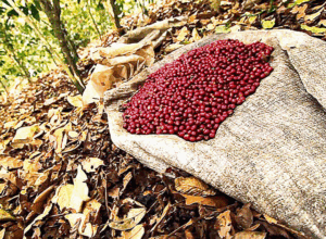 Gobierno nacional establece precios justos para los productores de café