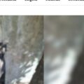 Un sórdido caso para reflexionar: La perrita ahorcada