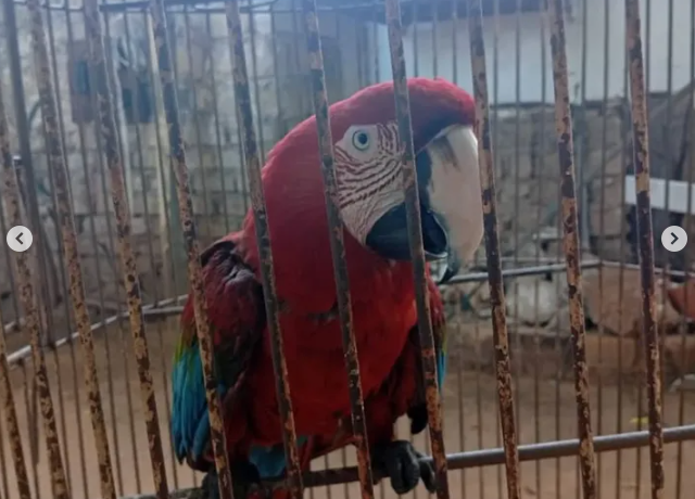 Estaba dentro de la empresa: Una guacamaya resistió como símbolo de esperanza a la explosión en la Zona Industrial