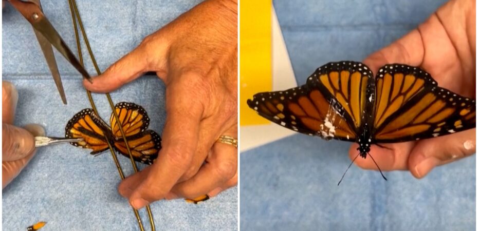 Mariposa monarca recibe trasplante de ala y vuelve a volar