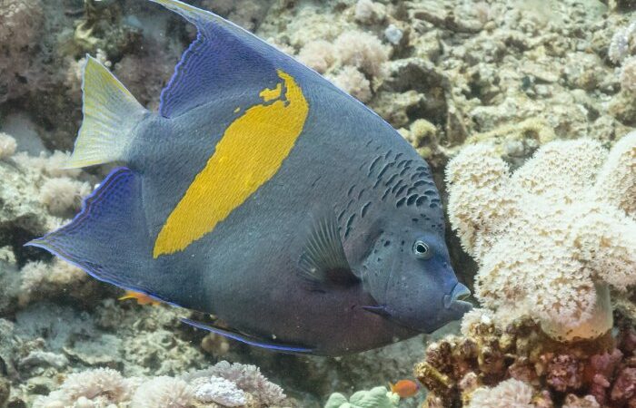 Nueva especie de pez se suma a la fauna marina de Venezuela