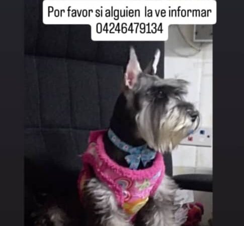 Se busca a Trixie: Se extravió en La Vanega