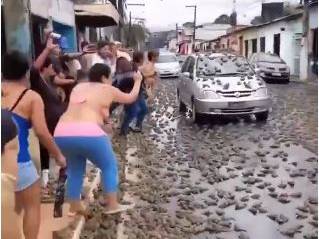 Llueven miles de sapos en calles de Brasil
