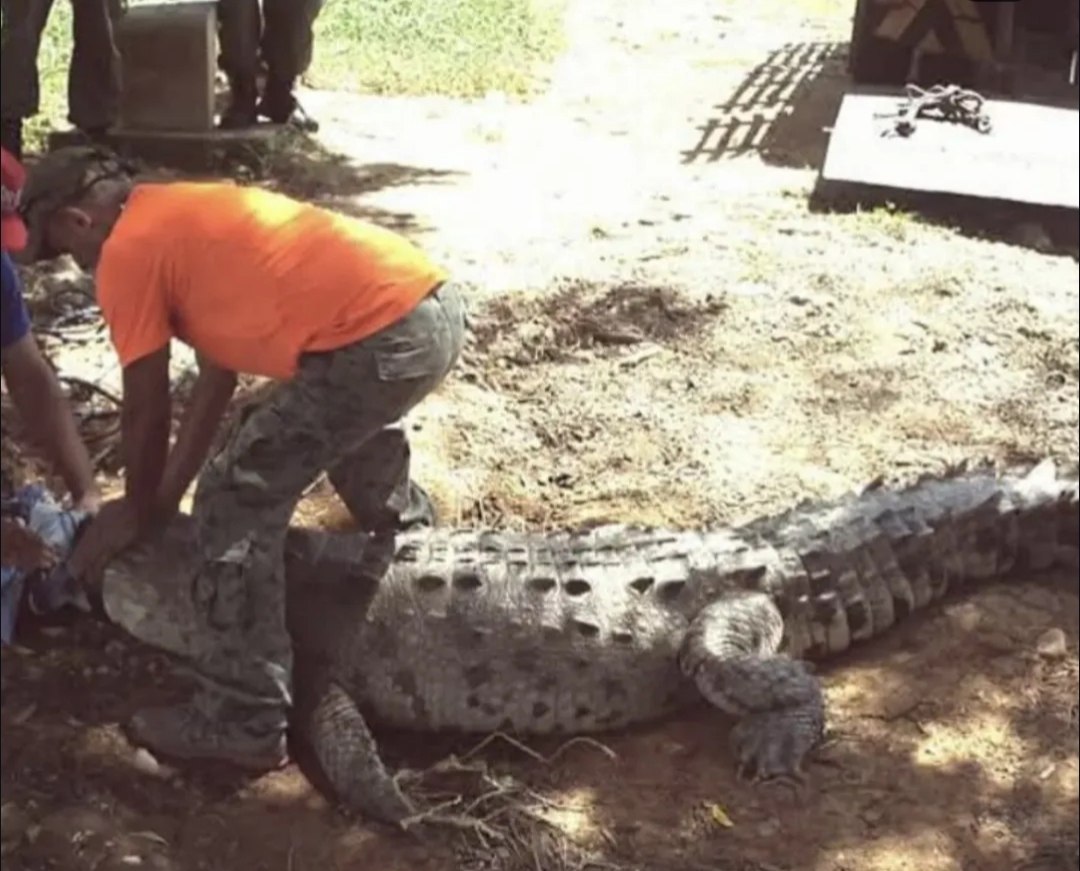 Reportan presencia de cocodrilos americanos en el Lago, image size:1080x871