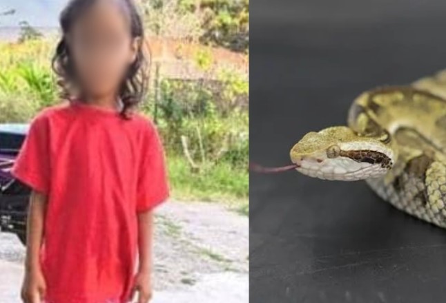Muere niña de 6 años tras sufrir mordedura de serpiente 