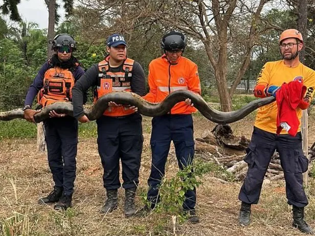 Autoridades de PC rescataron a una anaconda en Barinas