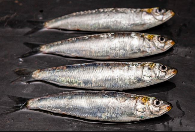 Más de 160 toneladas de sardinas saldrán de Nueva Esparta hacia todo el país