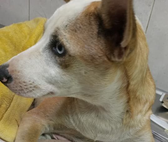 Familia de Loky Antonio agradece la ayuda recibida para su atención médica: El cachorro se recupera en casa