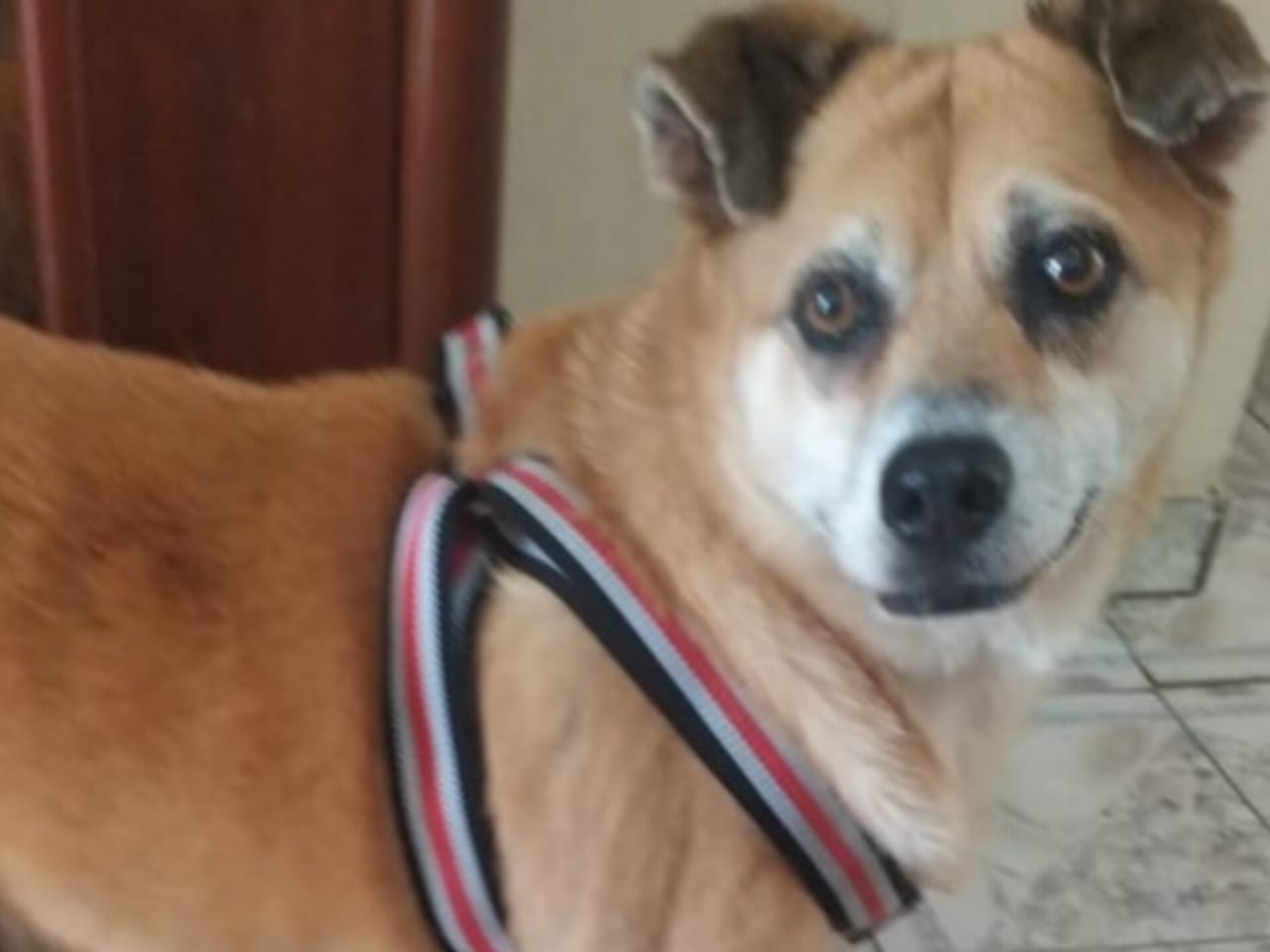 Buscan desesperadamente a Brandy, perrita adulta desaparecida en Maracaibo