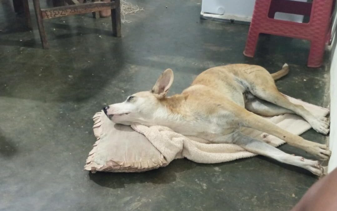 "No deja de llorar": Loky Antonio, un cachorro de ocho meses, fue atropellado y necesita ayuda