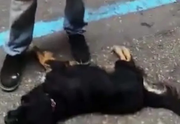 Video viral de mascota comunitaria asesinada despierta repudio nacional: La policía está tras la pista de los responsables