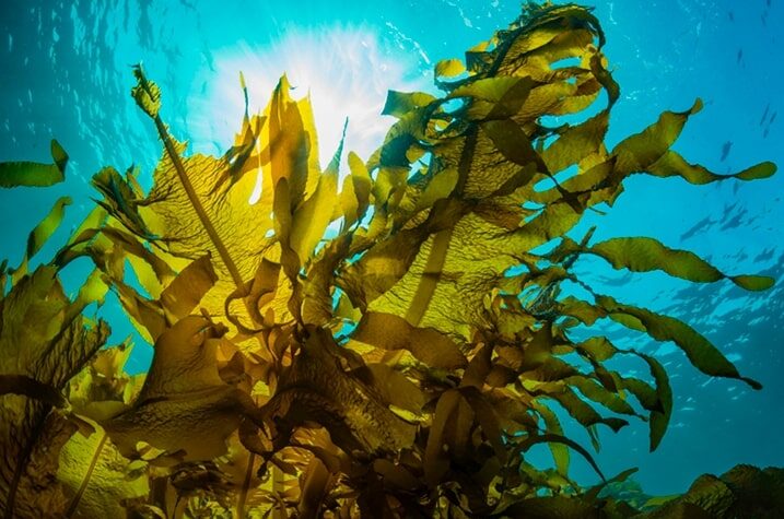 Venezuela es el segundo exportador de algas marinas en Latinoamérica: 270 toneladas fueron enviadas a España y Chile