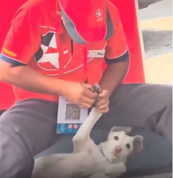 De la impaciencia a las lágrimas: El tierno gesto de un trabajador de estación de servicio con un perro herido que conmueve
