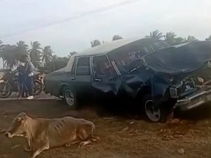 Tres heridos dejó choque de un Caprice contra un rebaño de reses en la Troncal del Caribe